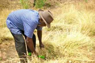 Tommy May collecting grass