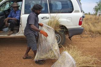 Japeth Rangi collecting grass under supervision of Tommy May